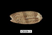 藏品(錦綢榧螺)的圖片